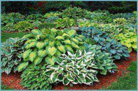 hosta สีขาว การปลูกและดูแลกลางแจ้ง