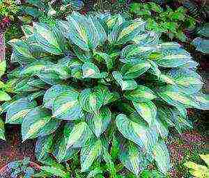 hosta สีขาว การปลูกและดูแลกลางแจ้ง