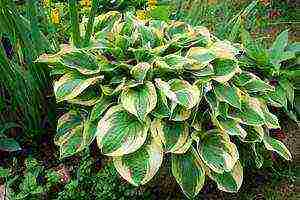 hosta สีขาว การปลูกและดูแลกลางแจ้ง