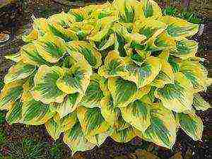 hosta white planting and care outdoors