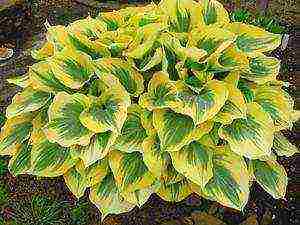 hosta สีขาว การปลูกและดูแลกลางแจ้ง