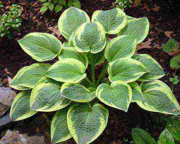 hosta สีขาว การปลูกและดูแลกลางแจ้ง