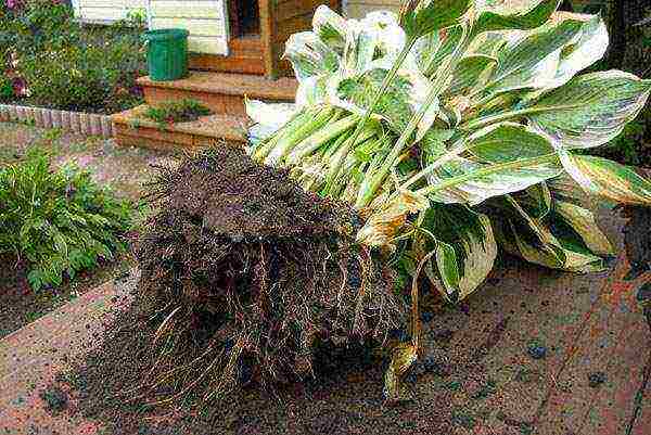 hosta puting pagtatanim at pag-aalaga sa labas