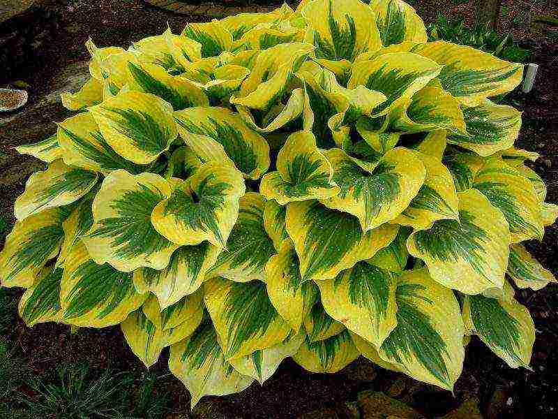 hosta สีขาว การปลูกและดูแลกลางแจ้ง