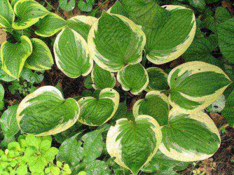 hosta สีขาว การปลูกและดูแลกลางแจ้ง