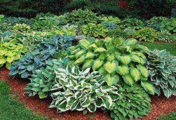 hosta สีขาว การปลูกและดูแลกลางแจ้ง