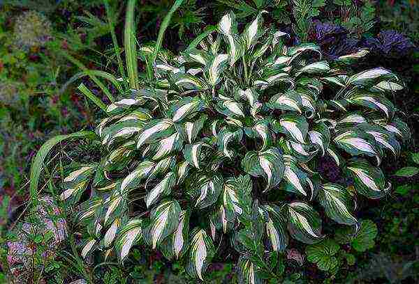 hosta สีขาว การปลูกและดูแลกลางแจ้ง