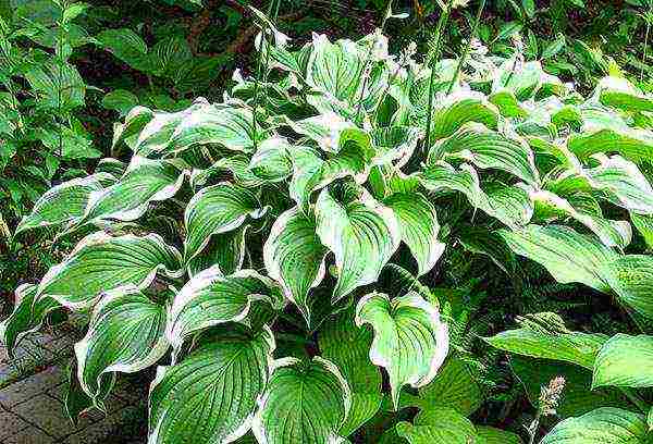 hosta สีขาว การปลูกและดูแลกลางแจ้ง