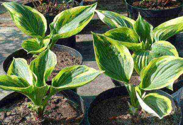 hosta สีขาว การปลูกและดูแลกลางแจ้ง