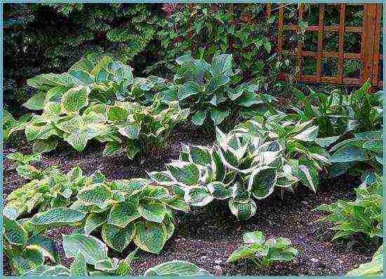 hosta สีขาว การปลูกและดูแลกลางแจ้ง