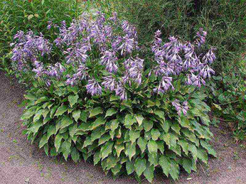 hosta planting and care in the open field preparing for winter