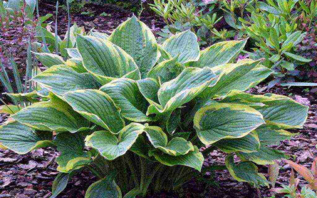 hosta planting and care in the open field preparing for winter