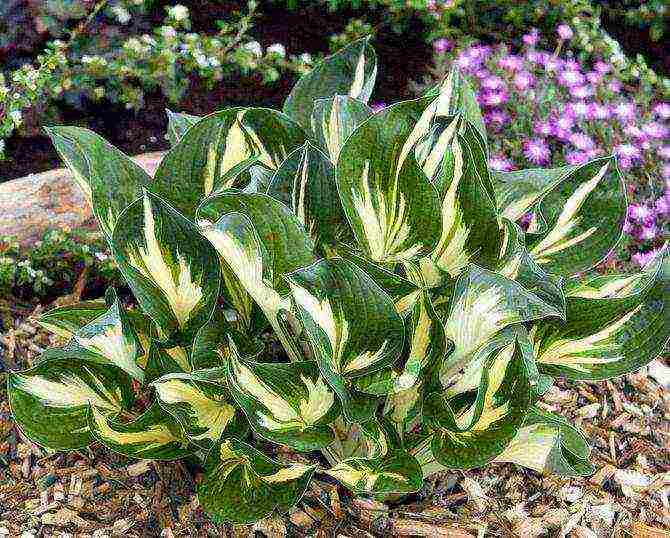 hosta planting and care in the open field preparing for winter