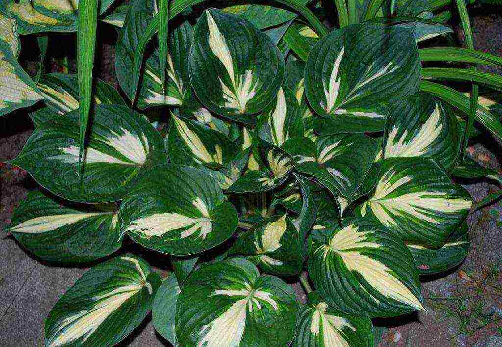 hosta planting and care in the open field preparing for winter