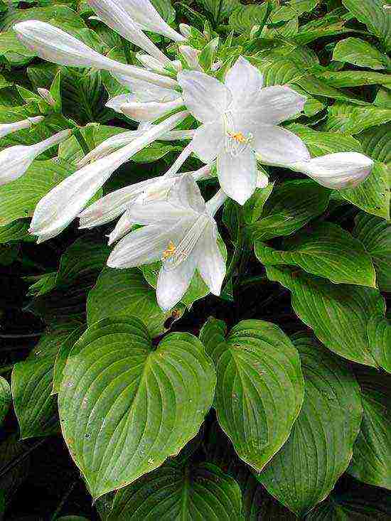 hosta ปลูกและดูแลในทุ่งโล่งเตรียมรับหน้าหนาว