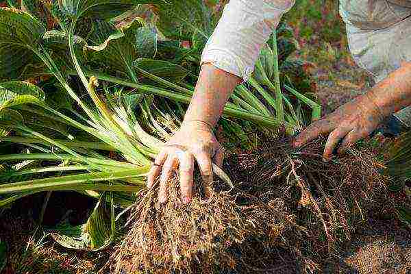 hosta planting and care in the open field preparing for winter