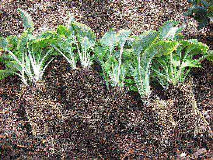 hosta planting and care in the open field preparing for winter