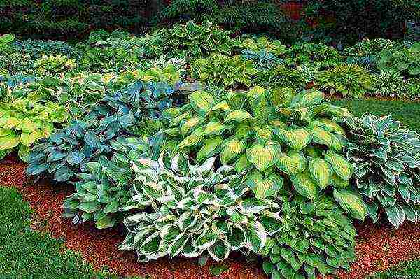 hosta planting and care in the open field preparing for winter