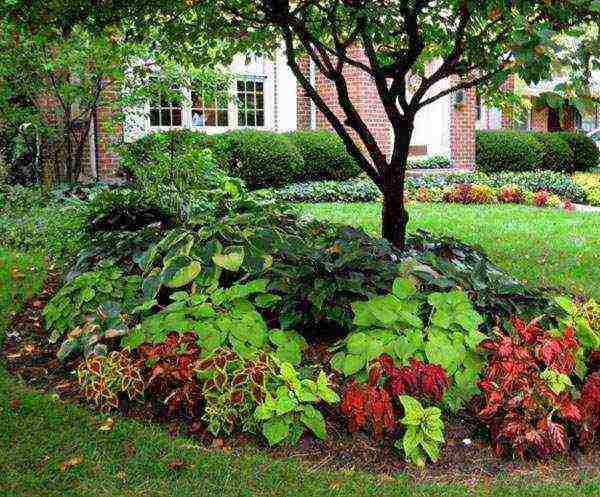 hosta planting and care in the open field preparing for winter