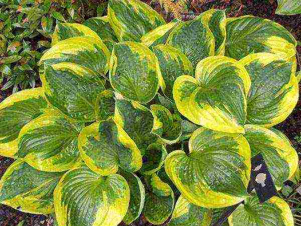 hosta planting and care in the open field preparing for winter