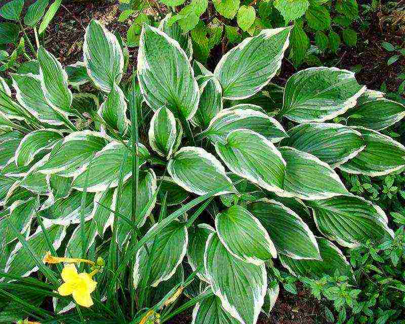 hosta planting and care in the open field preparing for winter