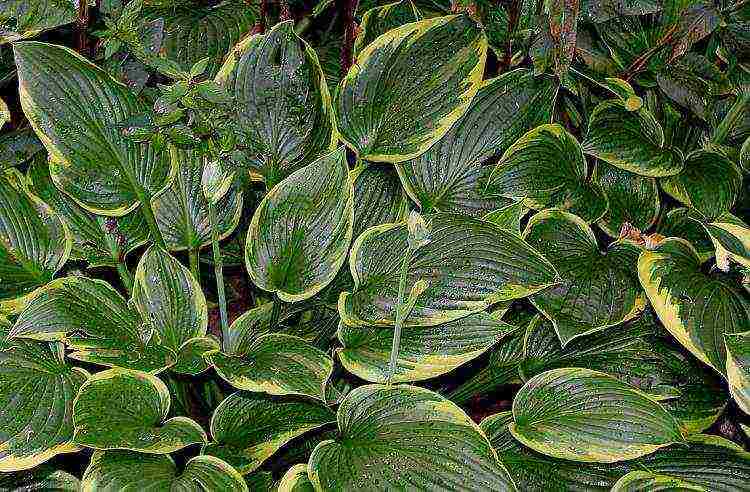 hosta planting and care in the open field preparing for winter