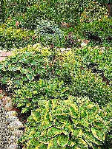 hosta planting and care in the open field preparing for winter