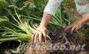 hosta reproduction planting and care in the open field