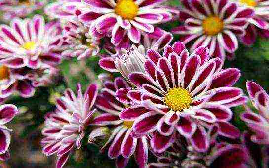 chrysanthemums Korean planting and care in the open field