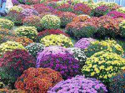 chrysanthemums Korean planting and care in the open field