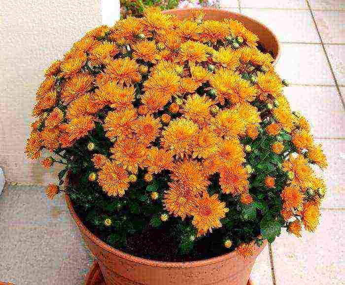 chrysanthemums Korean planting and care in the open field