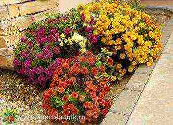 chrysanthemums Korean planting and care in the open field