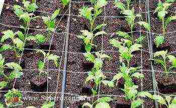 chrysanthemums Korean planting and care in the open field