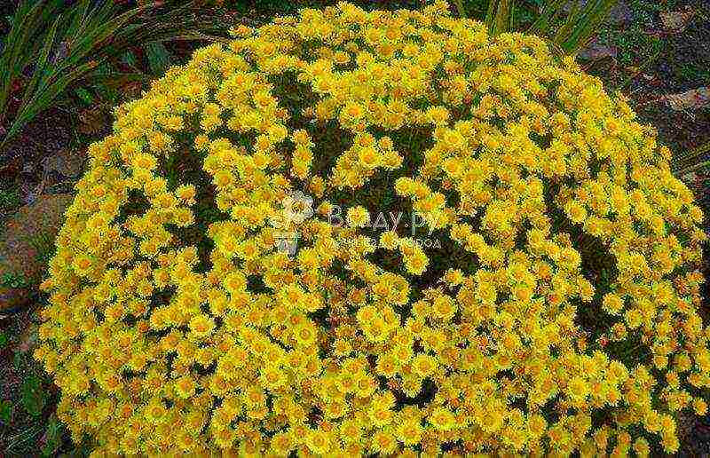 chrysanthemum planting and care in the open field in the fall in the suburbs