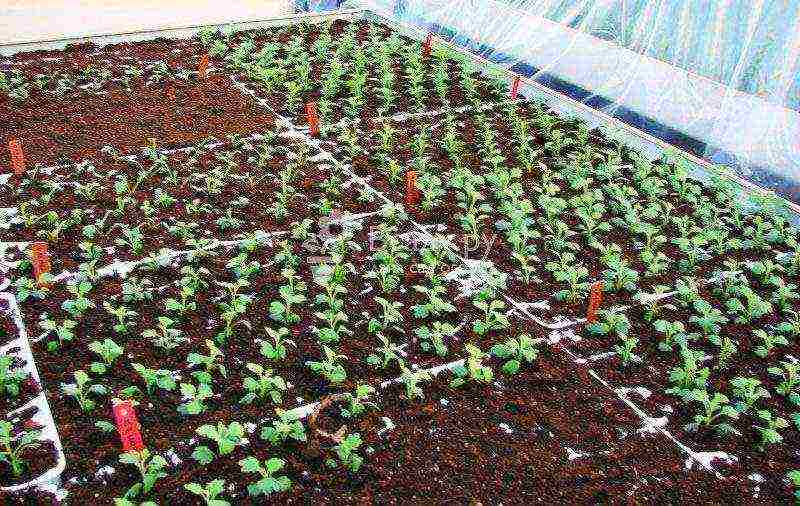 chrysanthemum planting and care in the open field in the fall in the suburbs