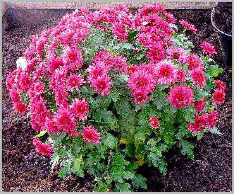 chrysanthemum planting and care in the open field in the fall in the suburbs