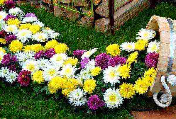 chrysanthemum planting and care in the open field in the fall in the suburbs