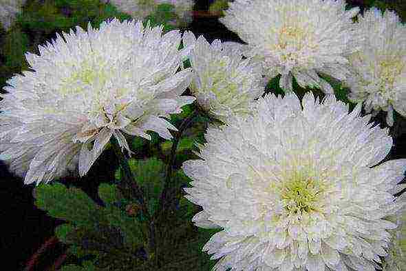 chrysanthemum planting and care in the open field in the fall in the suburbs