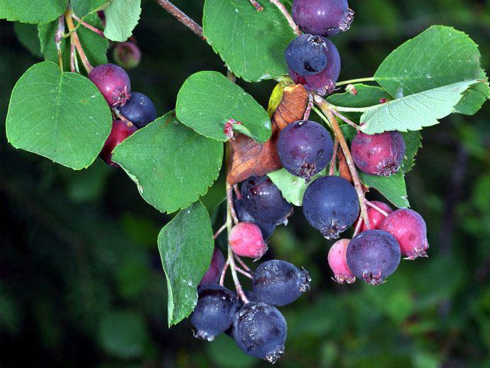 Irga planting and care in the open field in Siberia