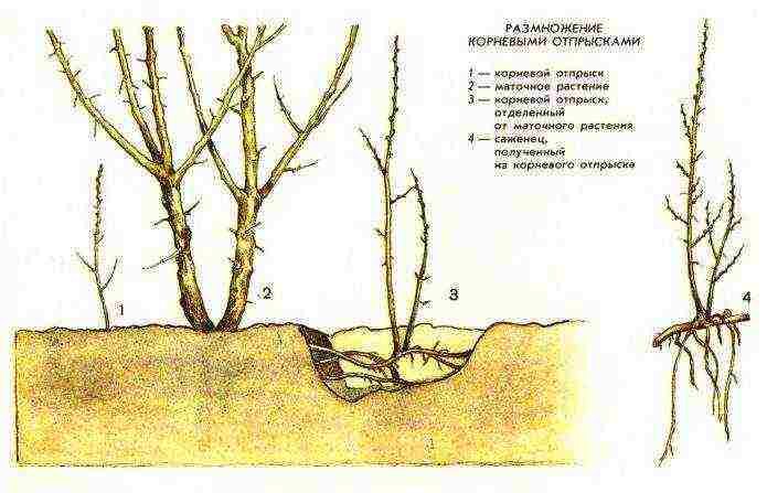 Irga planting and care in the open field in Siberia