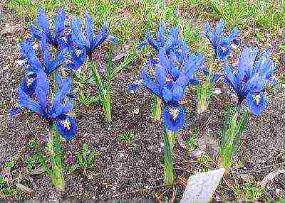 iris dutch bulbous planting and care in the open field