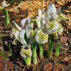 iris dutch bulbous planting and care in the open field