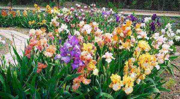 irises planting and care in the open field in September