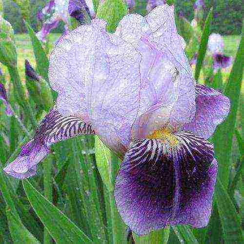 irises planting and care in the open field in September