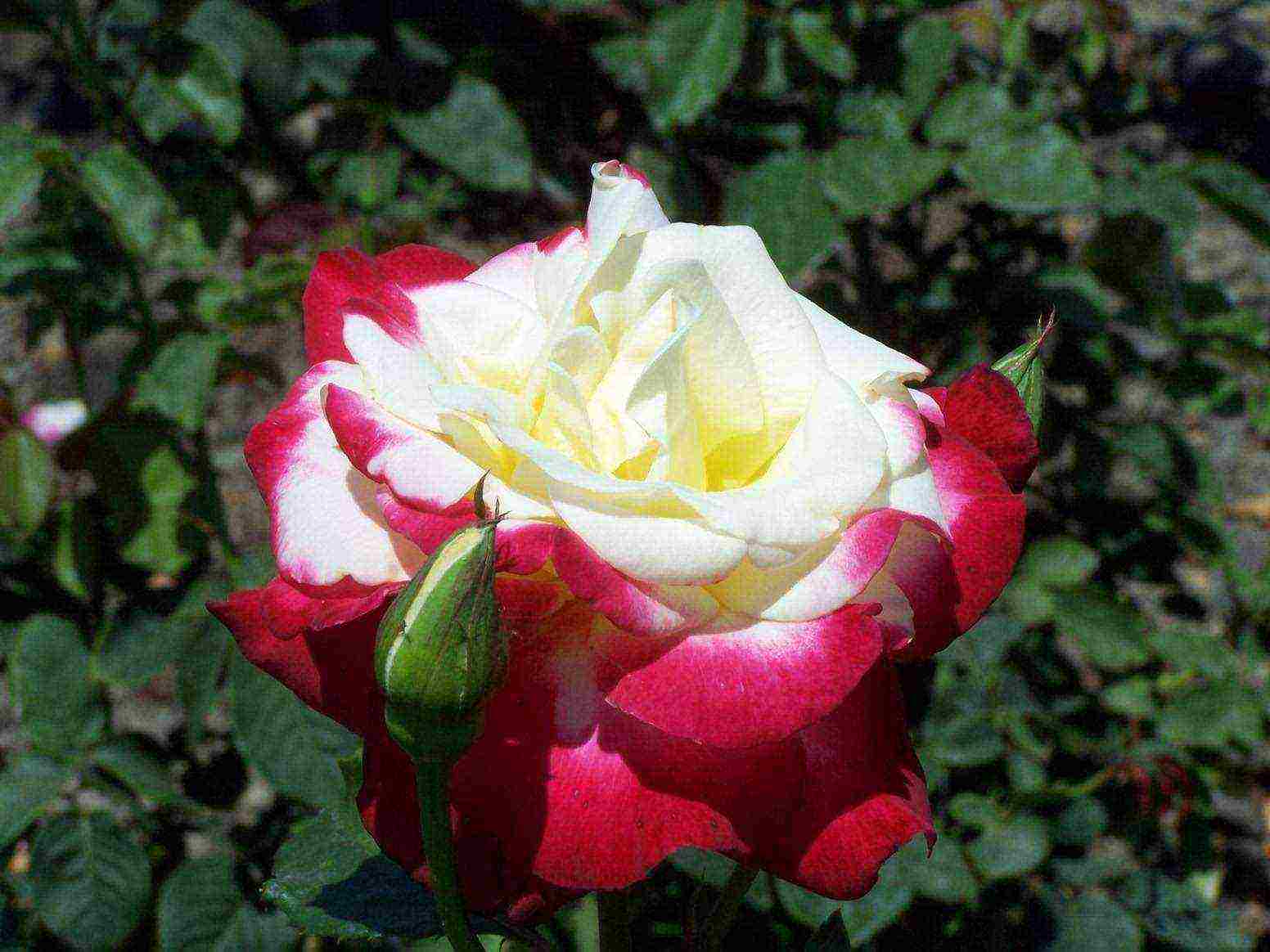 known varieties of roses grown by three growers