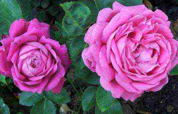 known varieties of roses grown by three growers