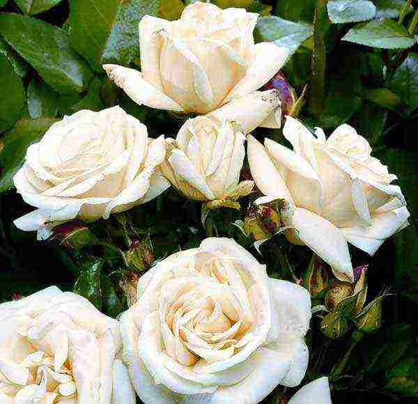 known varieties of roses grown by three growers