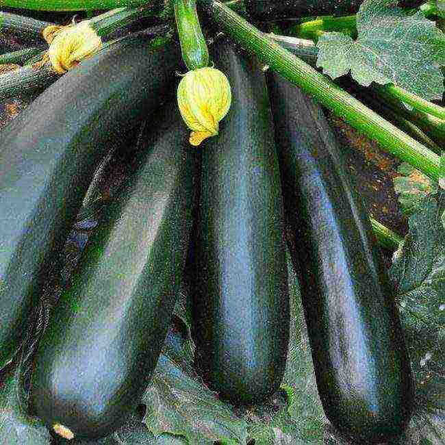 zucchini zucchini pinakamahusay na mga pagkakaiba-iba