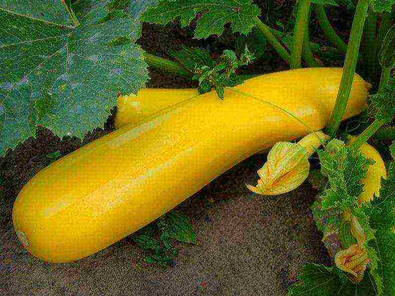 zucchini zucchini best varieties