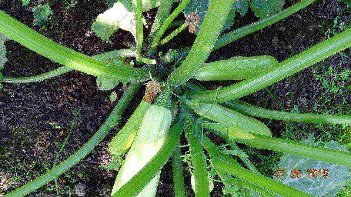 zucchini zucchini pinakamahusay na mga pagkakaiba-iba